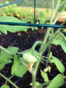 tomatoplant