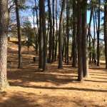Trees; earth day
