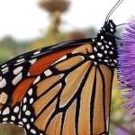 monarch butterfly