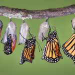 photo credit: monarch-butterfly.com